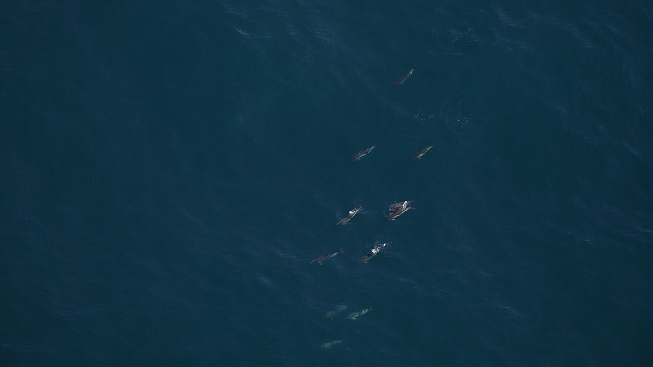 Common dolphins were a common sight on our survey, including a pod of several hundred traveling together.