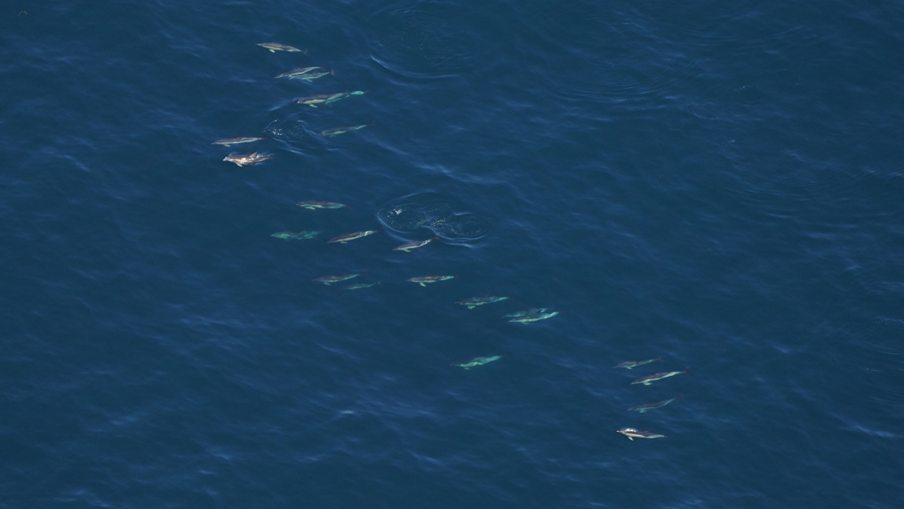 Common dolphins