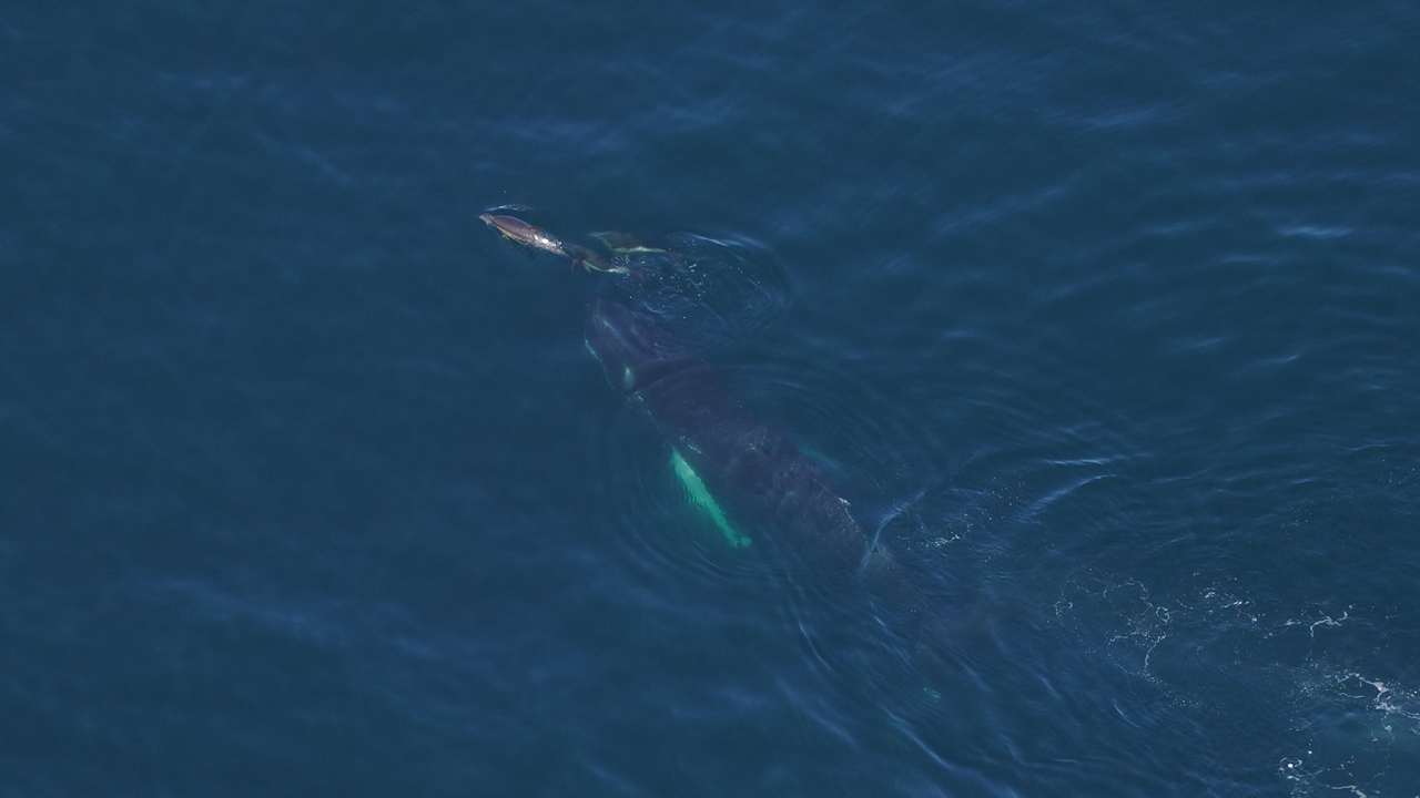 Common dolphins ”bow” ride in front of a humpback whale.