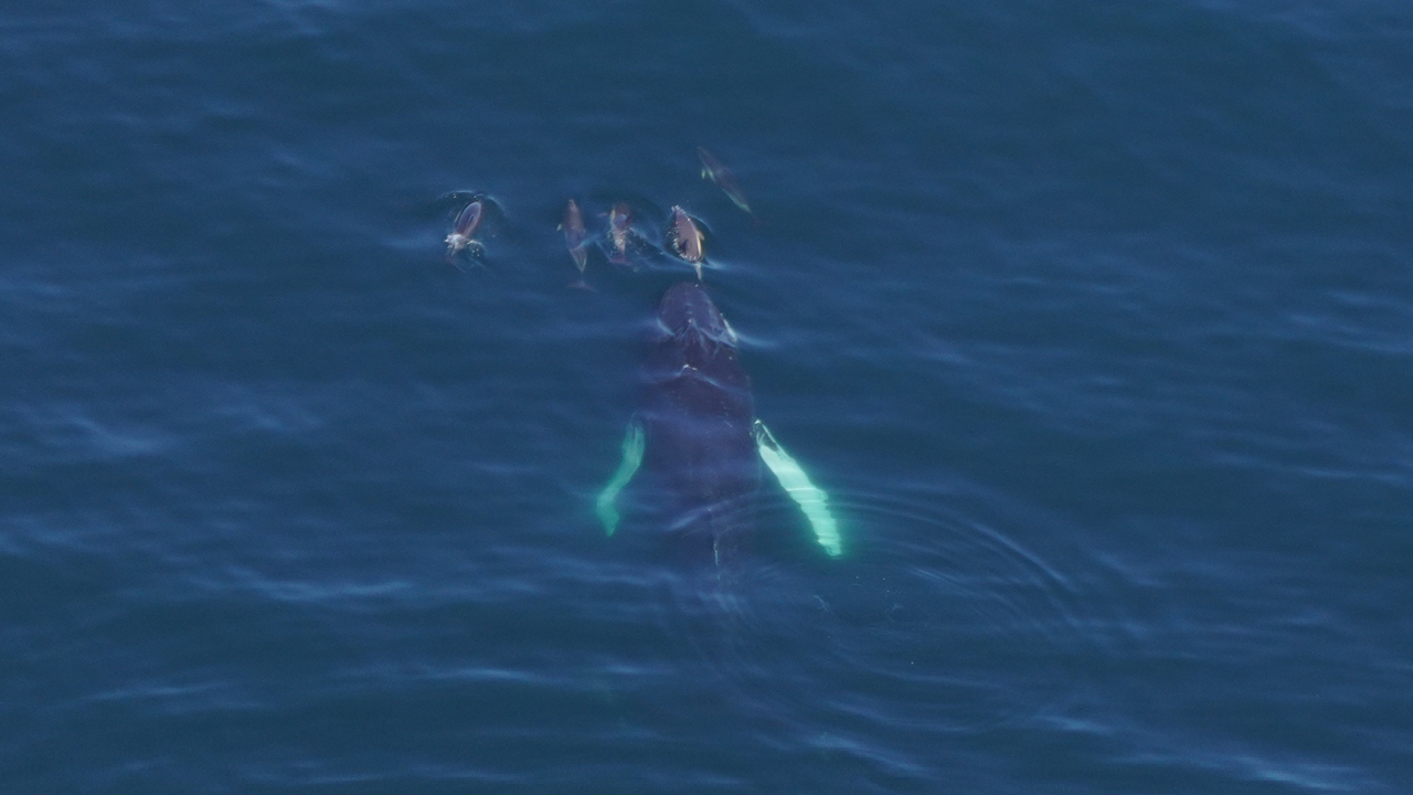 Common dolphins ”bow” ride in front of a humpback whale.