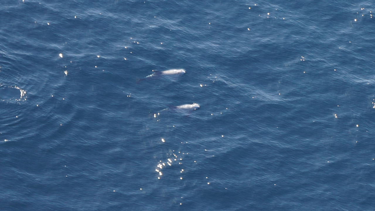 Pale Risso’s dolphins stand out against the blue water.