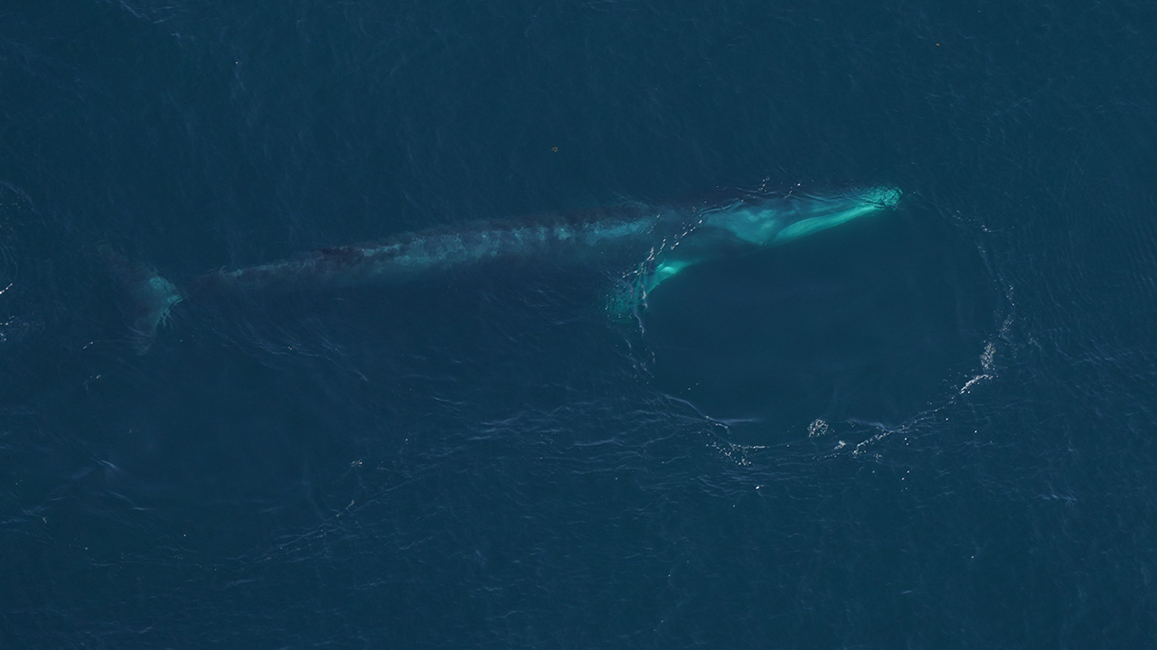 A fin whale moves smoothly through the water.