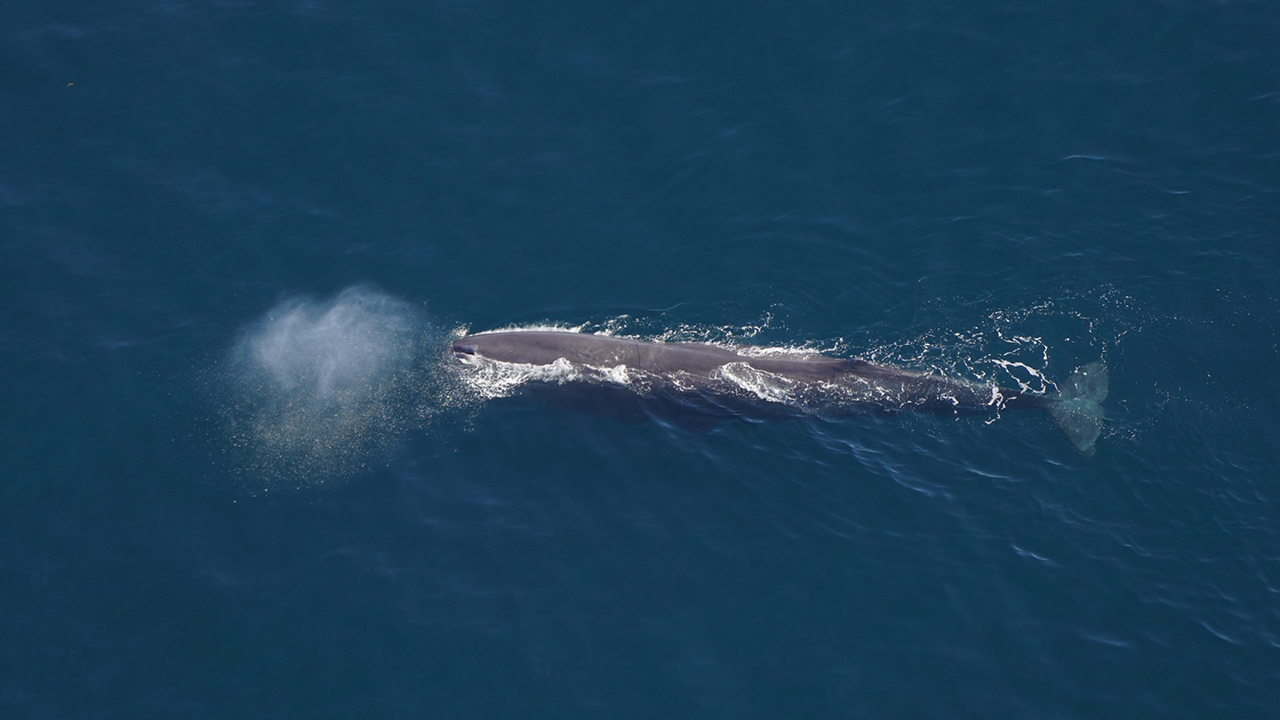 A sperm whale rests at the surface between dives.