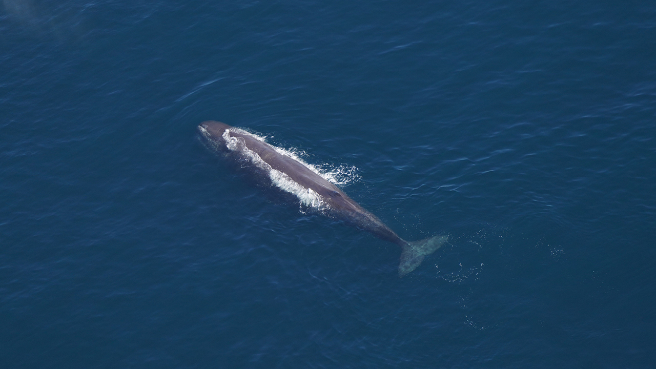 A sperm whale rests at the surface between dives.