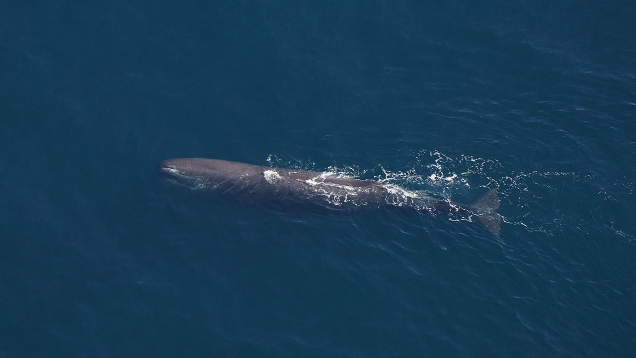 A sperm whale rests at the surface between dives