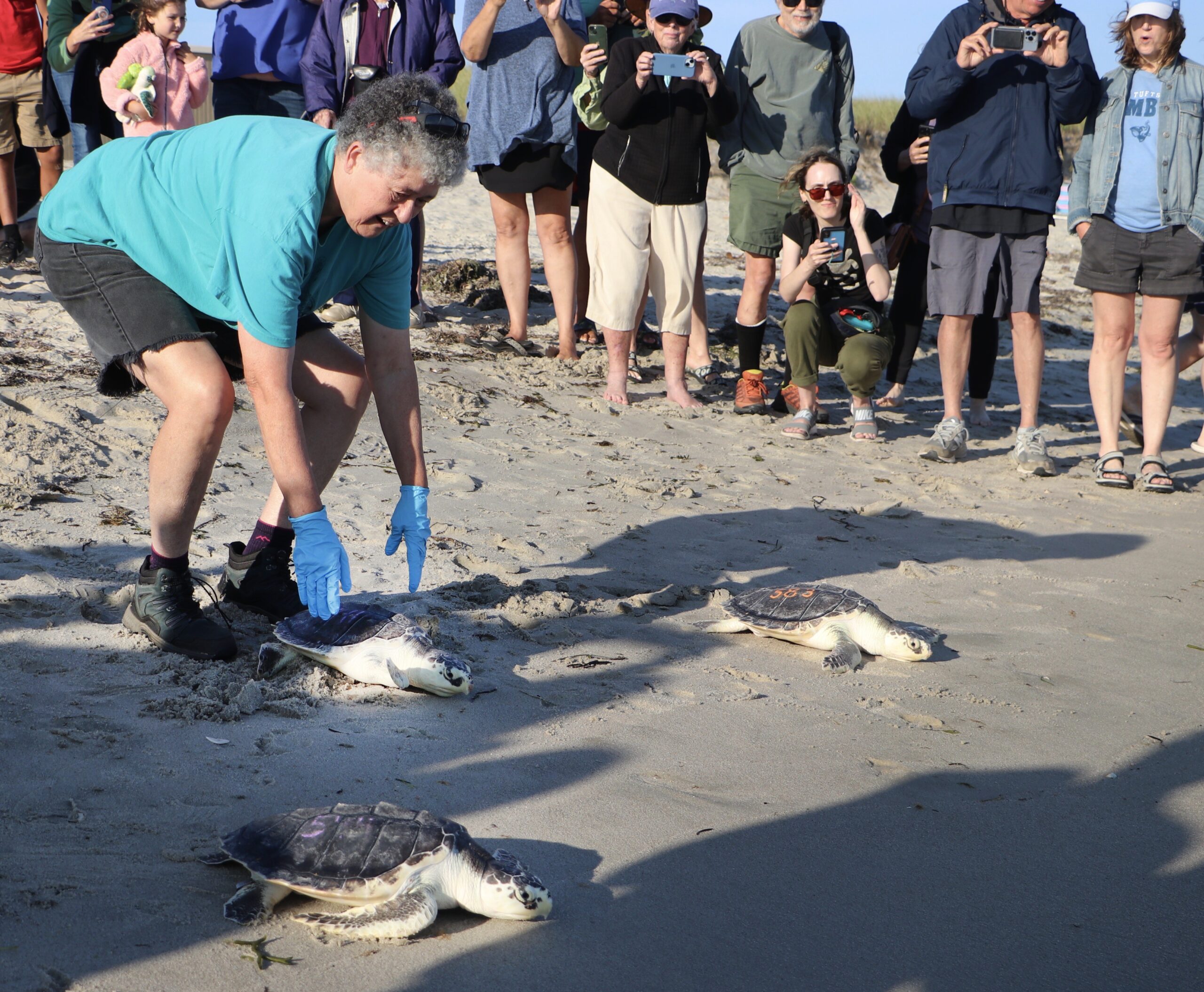 Staff from the New England Aquarium released three sea turtles off Cape Cod over the past week.