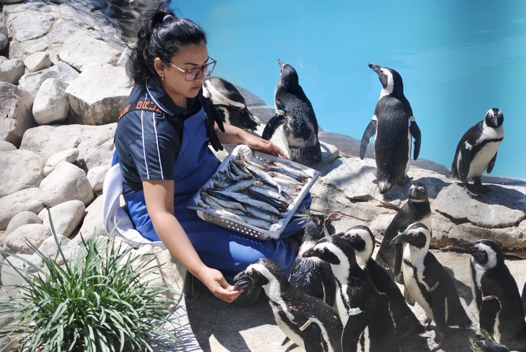 Rehabilitated African penguins in SANCCOB’s facilities. Photo by Emily Duwan.