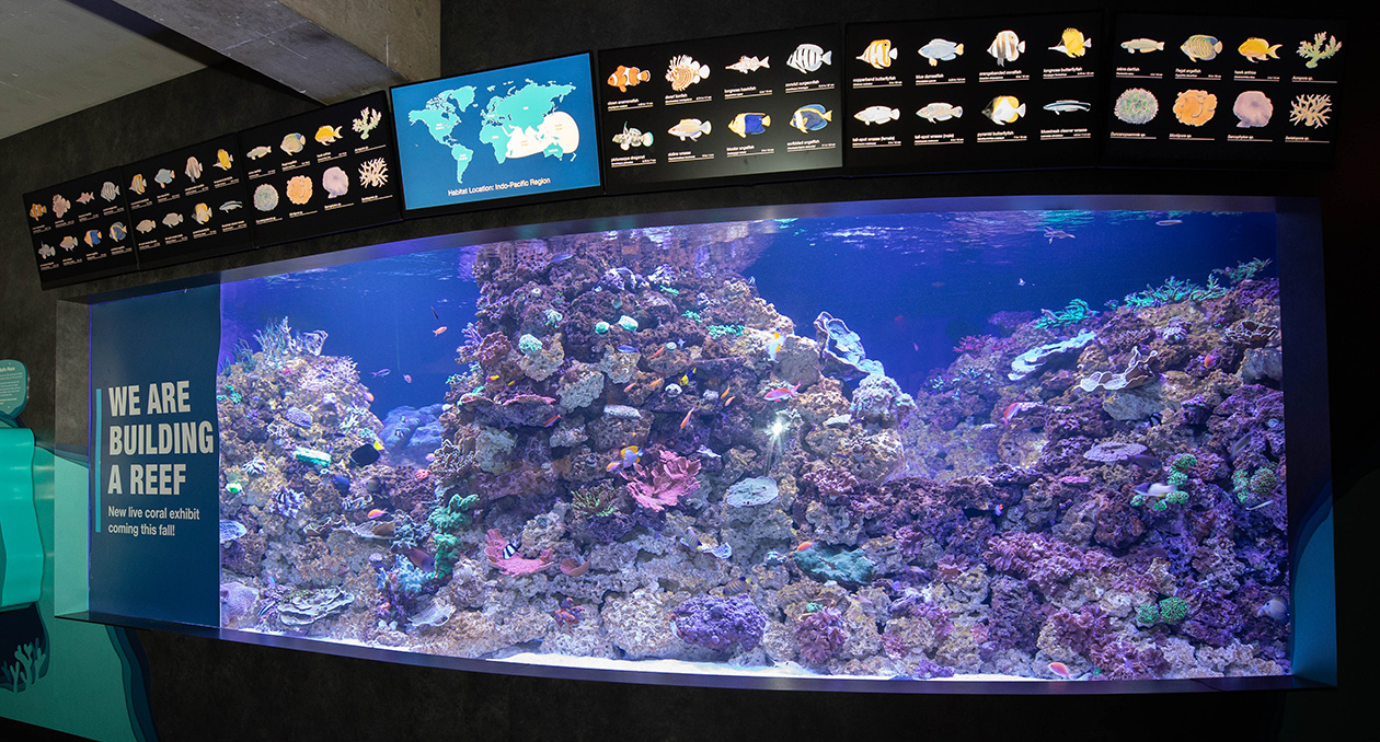 Healthy Corals, Healthy Reefs live coral exhibit