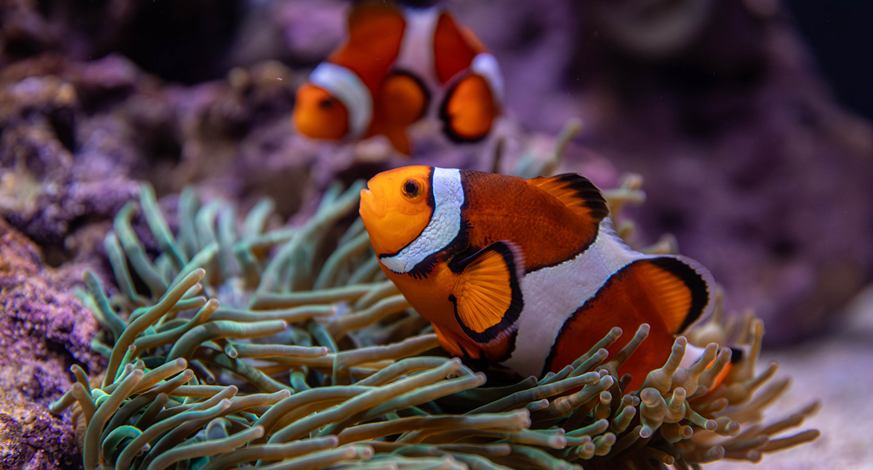 Anemonefish in the Healthy Corals, Healthy Reefs exhibit