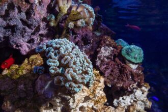 A look inside the new Healthy Corals, Healthy Reefs exhibit