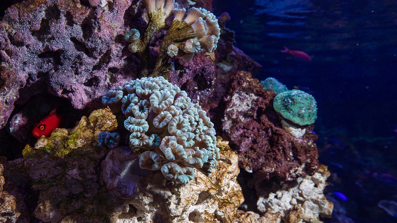 A look inside the new Healthy Corals, Healthy Reefs exhibit