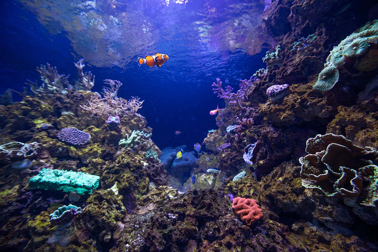 A clownfish swimming past the live corals in the new exhibit