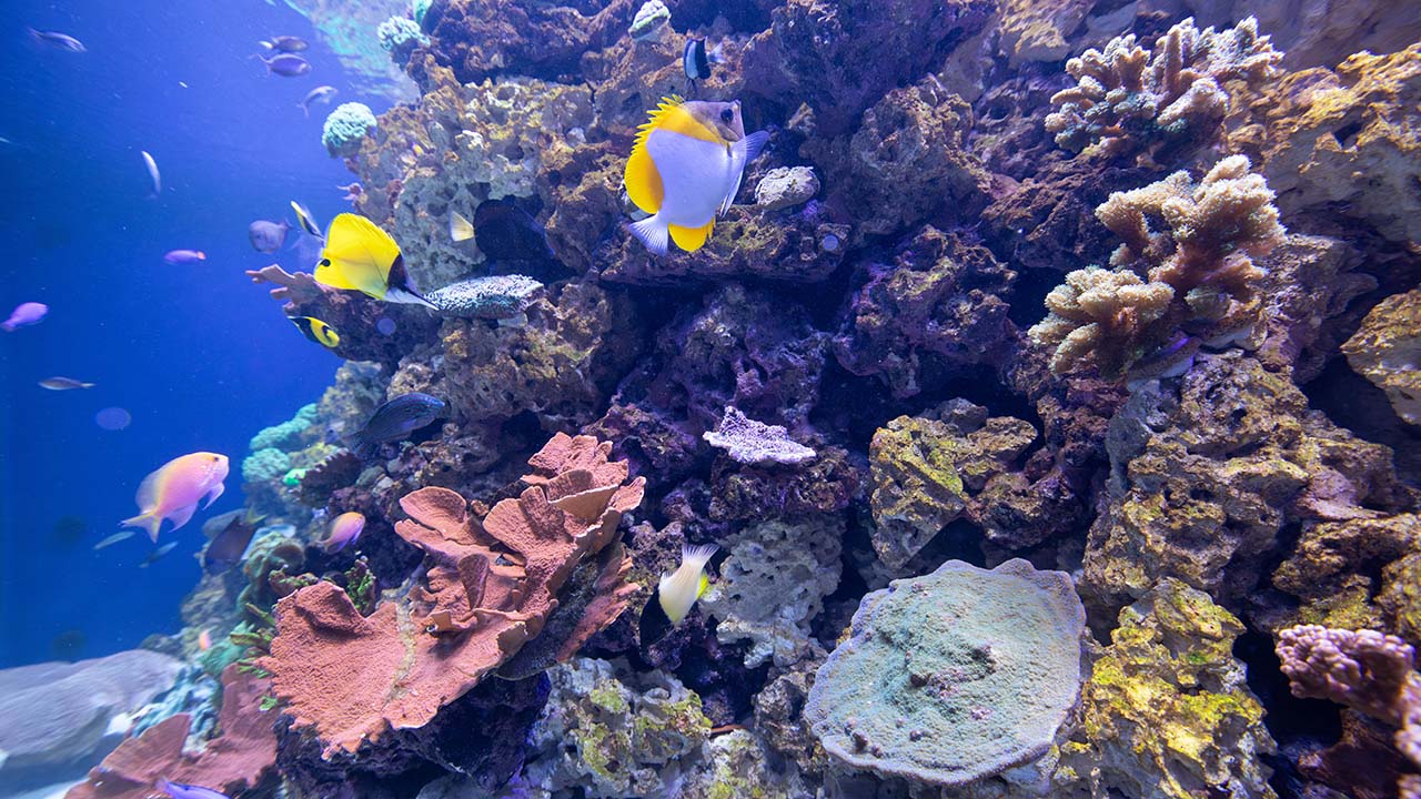 A look inside the live coral exhibit