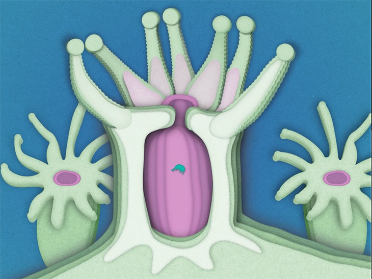 Coral polyps have mouths that take up most of their bodies