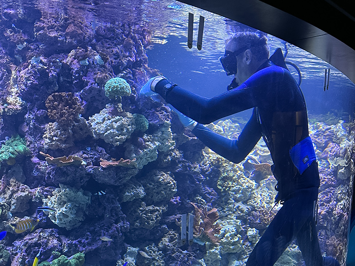 An aquarist places coral in the exhibit