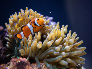 clown fish with an anemone