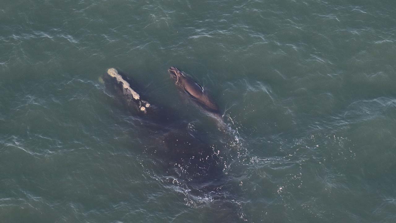 Right whale Catalog #4540 and calf sighted on December 18, 2024 approximately 6 nm off Back Bay National Wildlife Refuge in southern Virginia