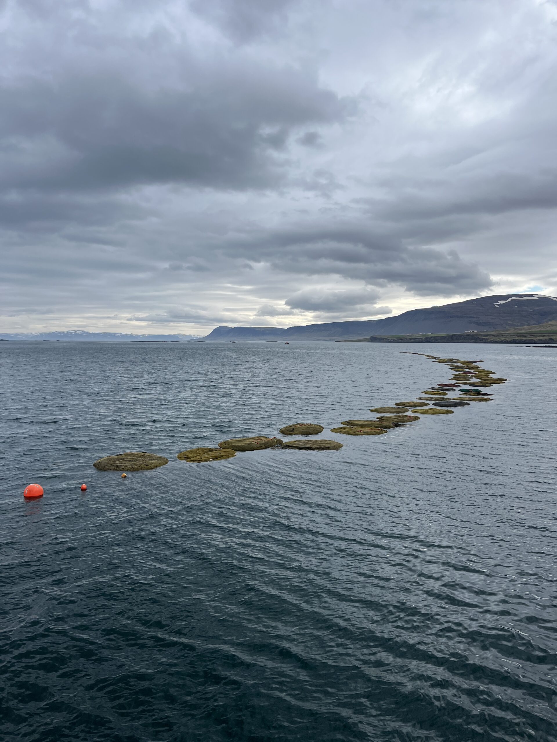 Bags of harvested seaweed floating on the surface, look like small islands