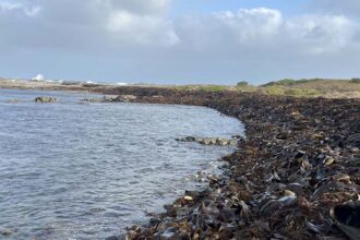 Join the BalanceBlue Lab for a Seaweed Safari