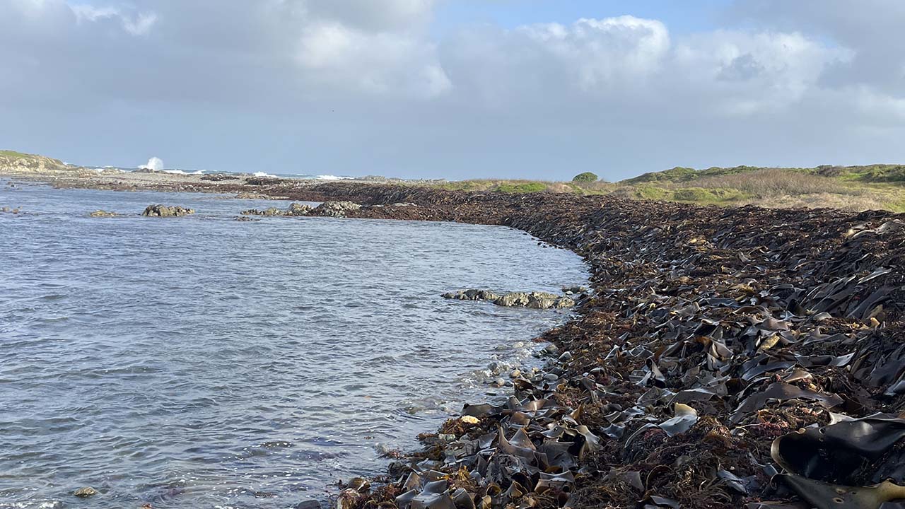 Unharvested kelp along the beach