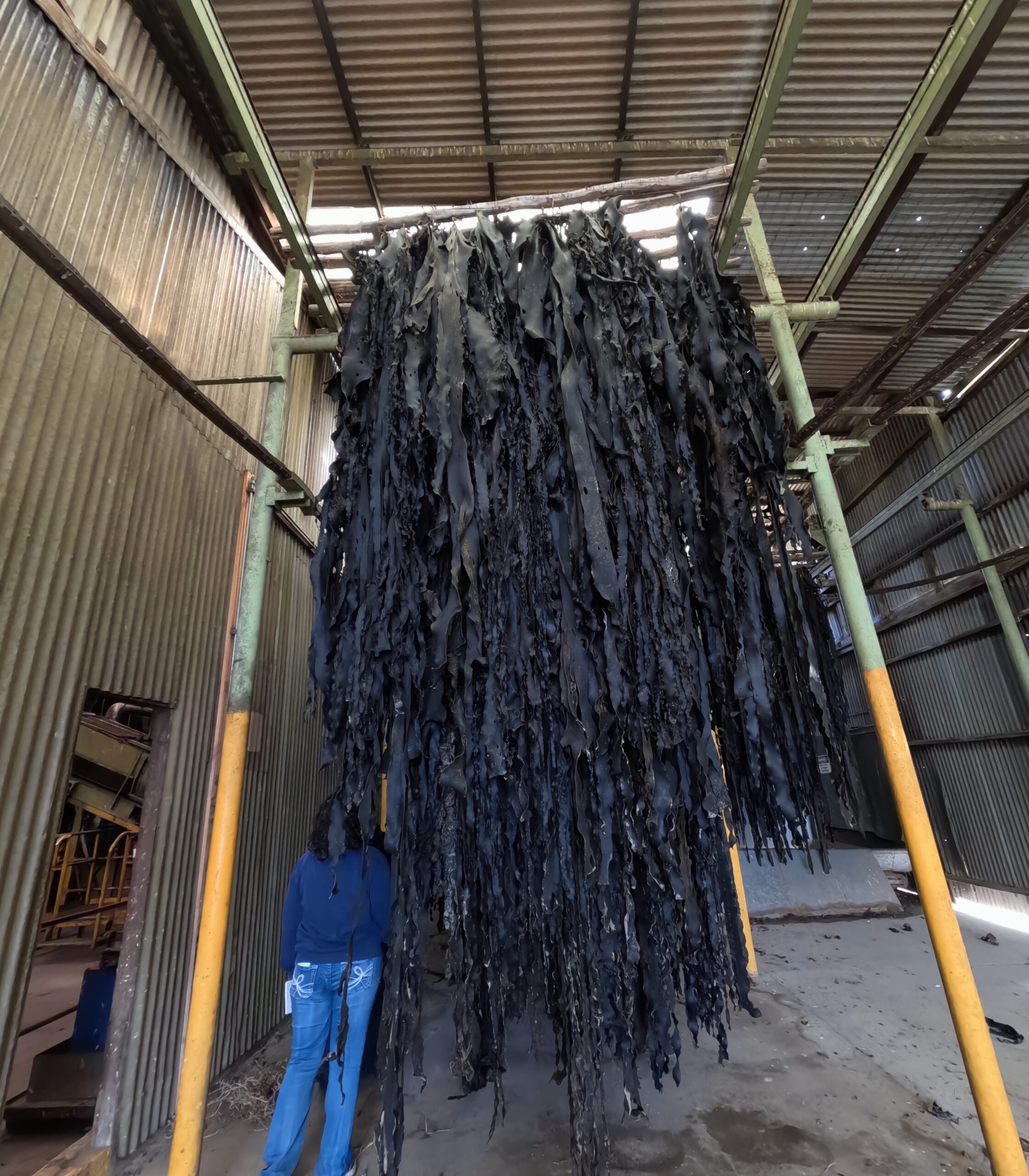 Lena standing beneath long strands of kelp hanging from a drying rack