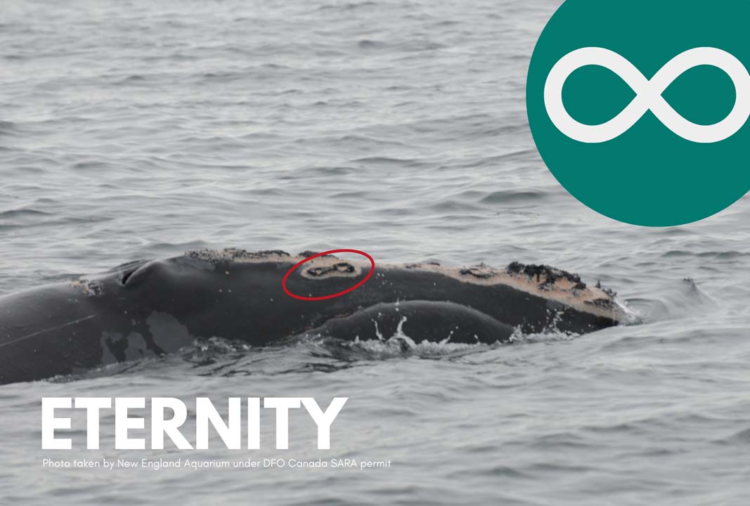 Eternity the whale has a callosity pattern that looks like the infinity symbol