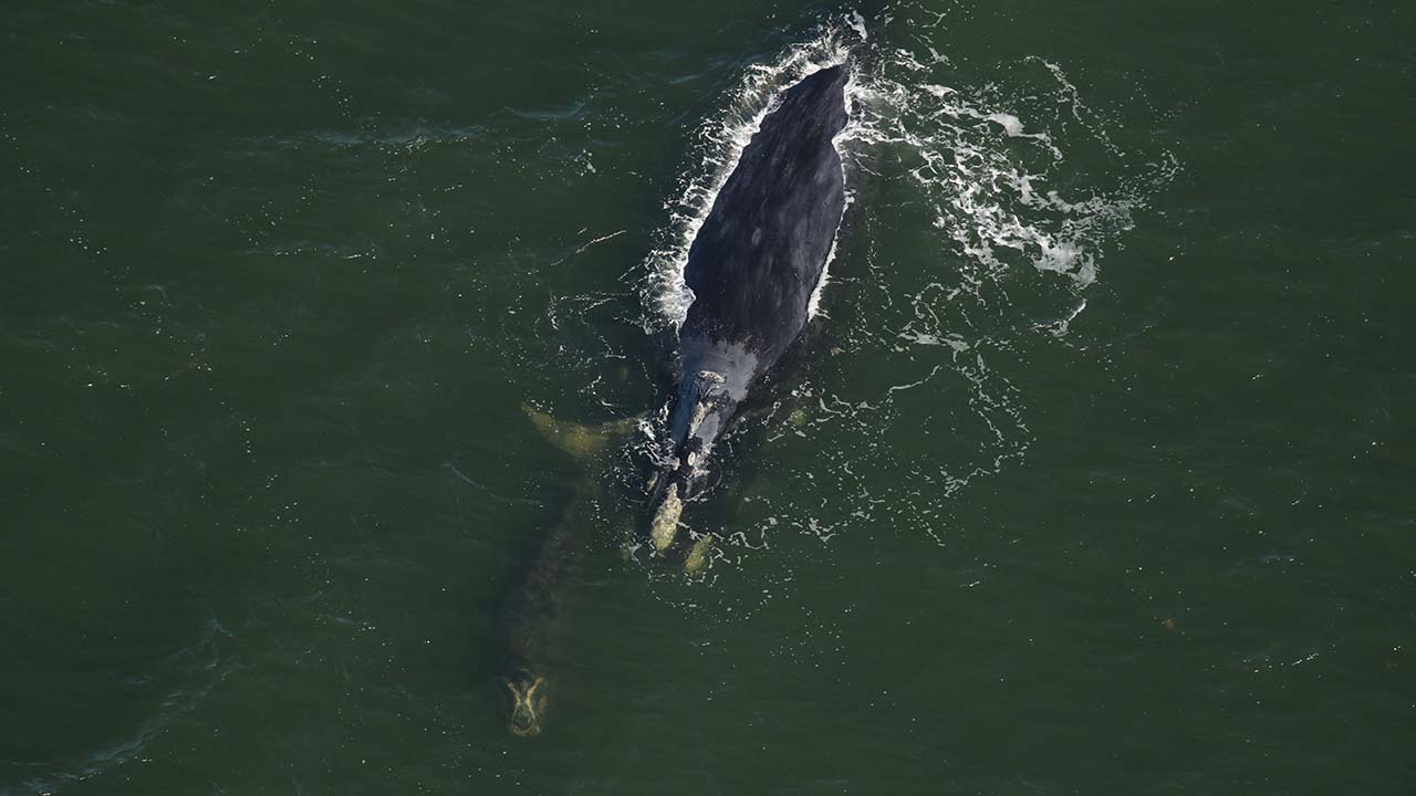 Right whale Caterpillar (Catalog #3503) and calf sighted December 30, 2024 approx. 4nm off South Ponte Vedra, FL.