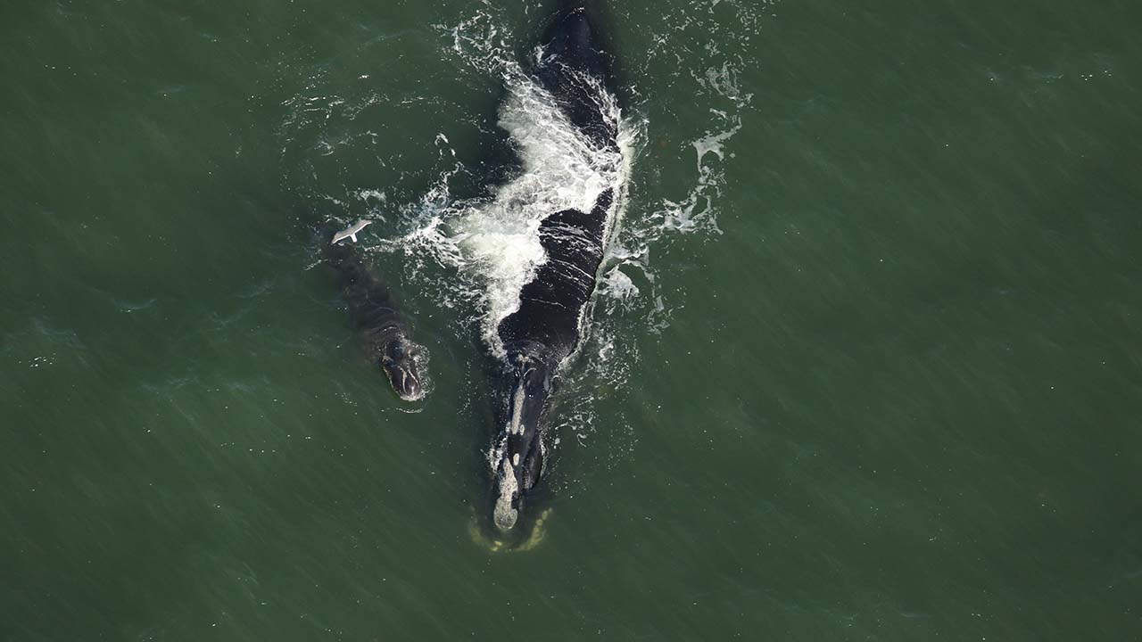 Right whale Black Heart (Catalog #3540) and calf sighted December 30, 2024 approx. 1.5nm off South Ponte Vedra, FL.