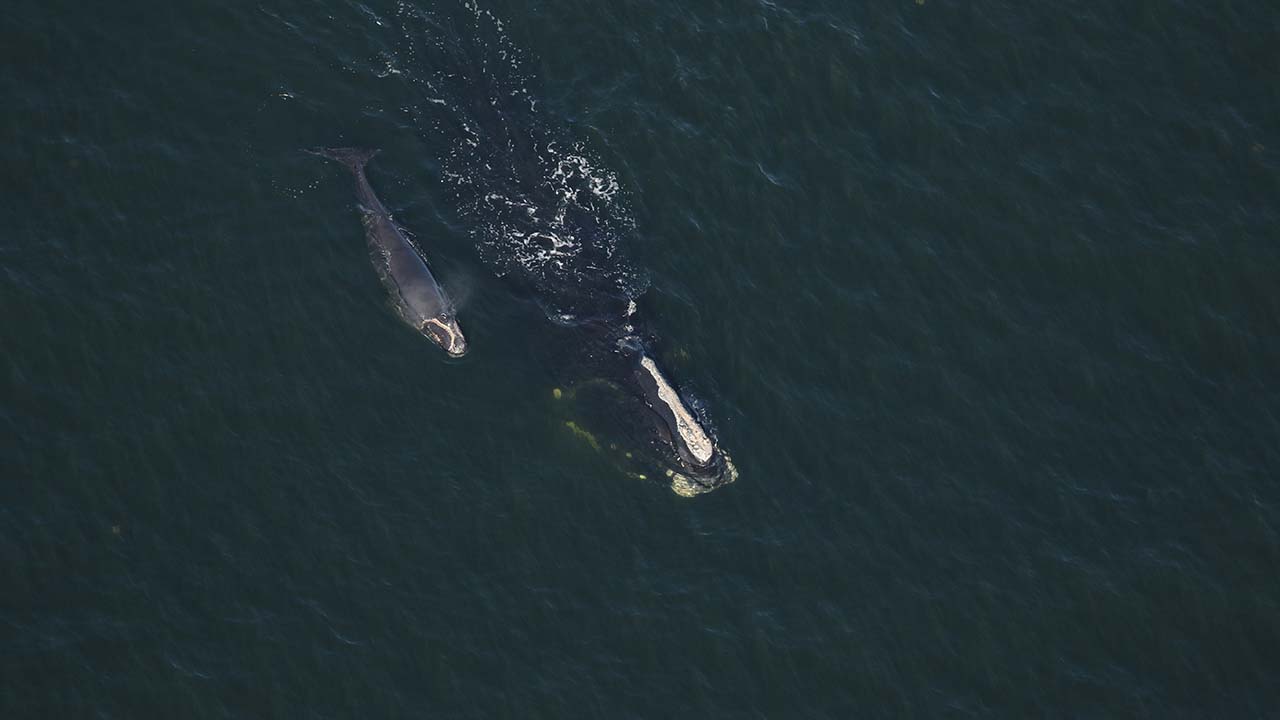 Right whale Check Mark (Catalog #3705) and calf sighted January 17, 2025 approx. 9nm off Amelia Island, FL