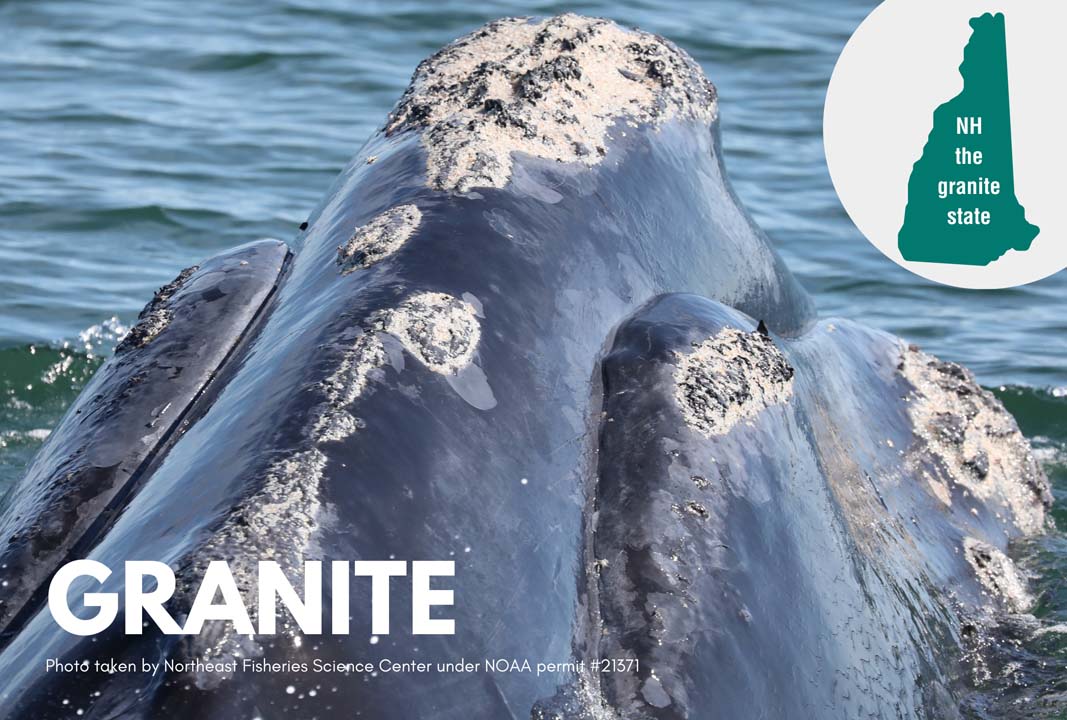 Granite the whale pictured beside the state of New Hampshire