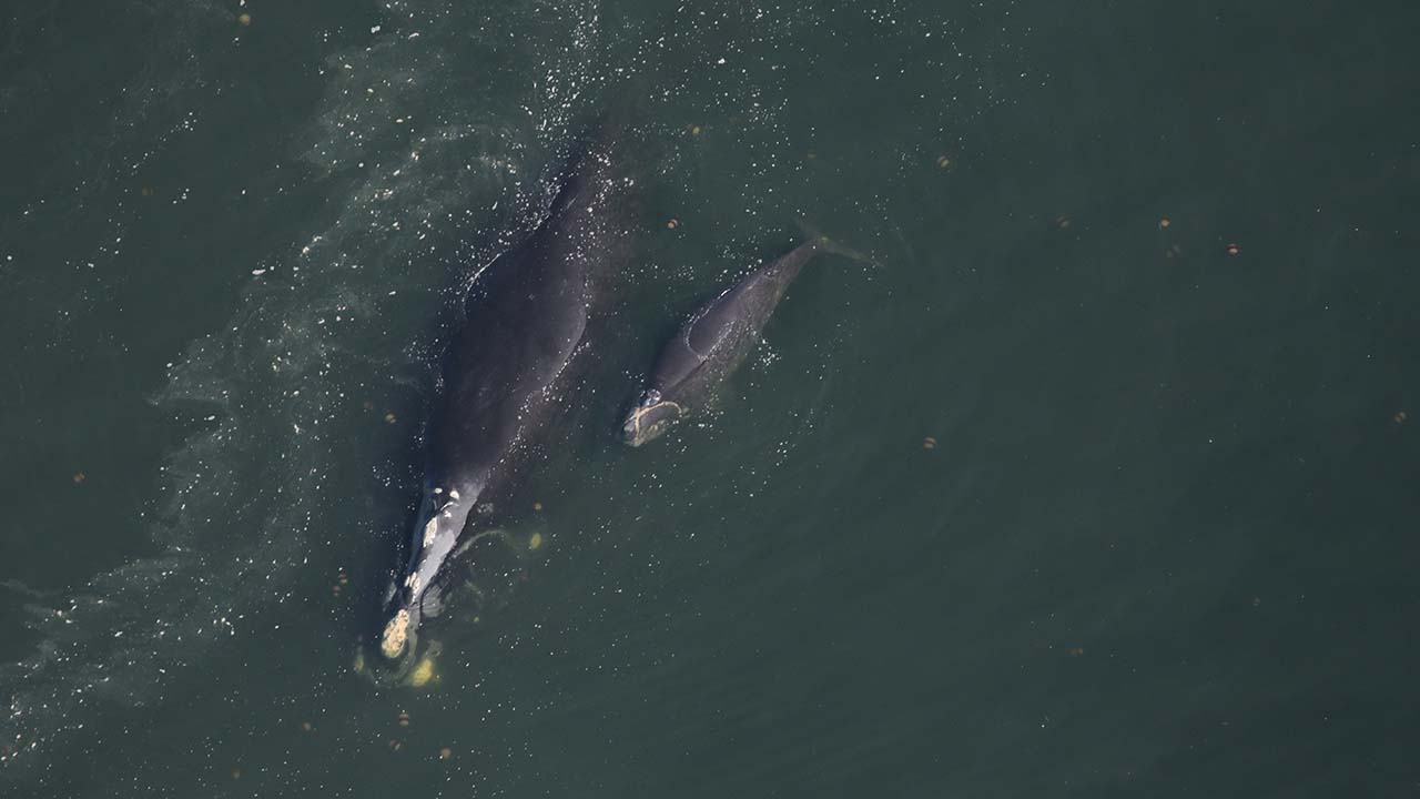 Right whale Cashew (Catalog #3292) and calf sighted on February 5, 2025, 6.0nm off Nassau Sound, FL