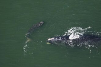 2024–2025 North Atlantic Right Whale Mother and Calf Pairs