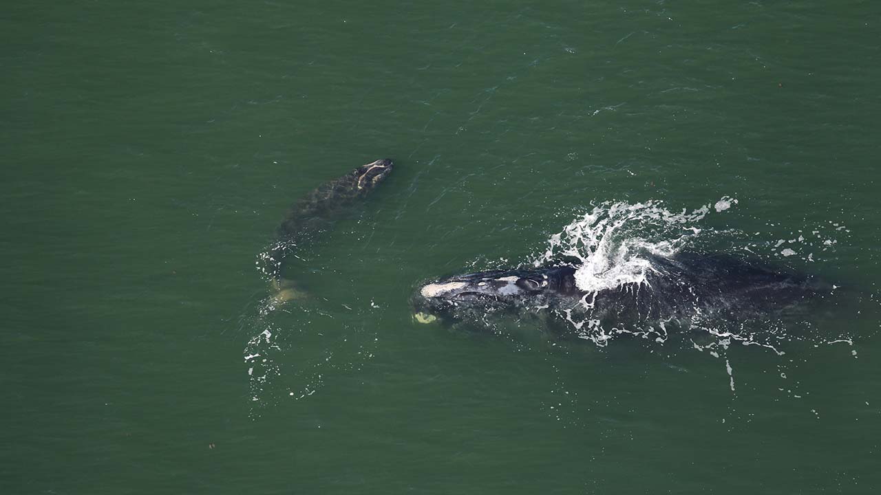 A right whale mother and calf seen from above