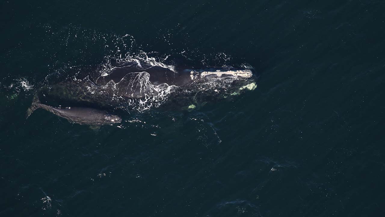 Grand Teton (Catalog #1145) and calf sighted on January 16, 2025 approximately 11.1nm east Amelia Island, FL (GAWS016)