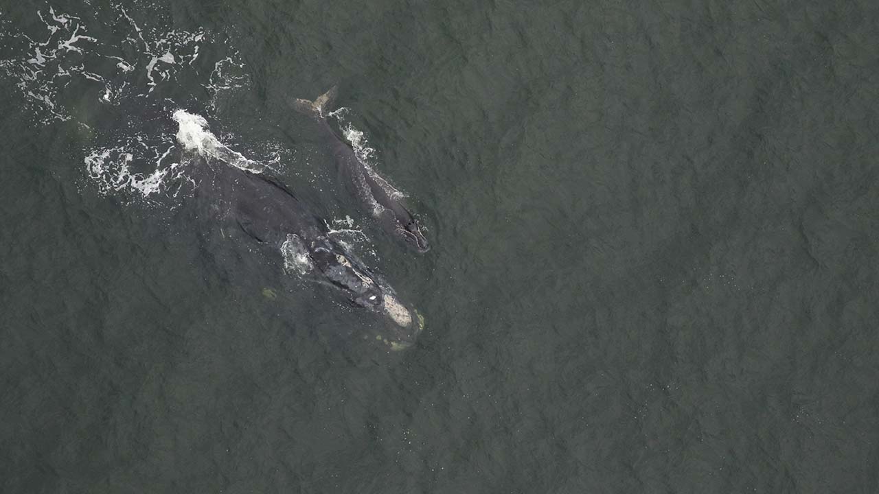 Right whale Minus One (Catalog #2430) and calf sighted on December 9, 2024 approximately 4.8nm east of Amelia Island, GA