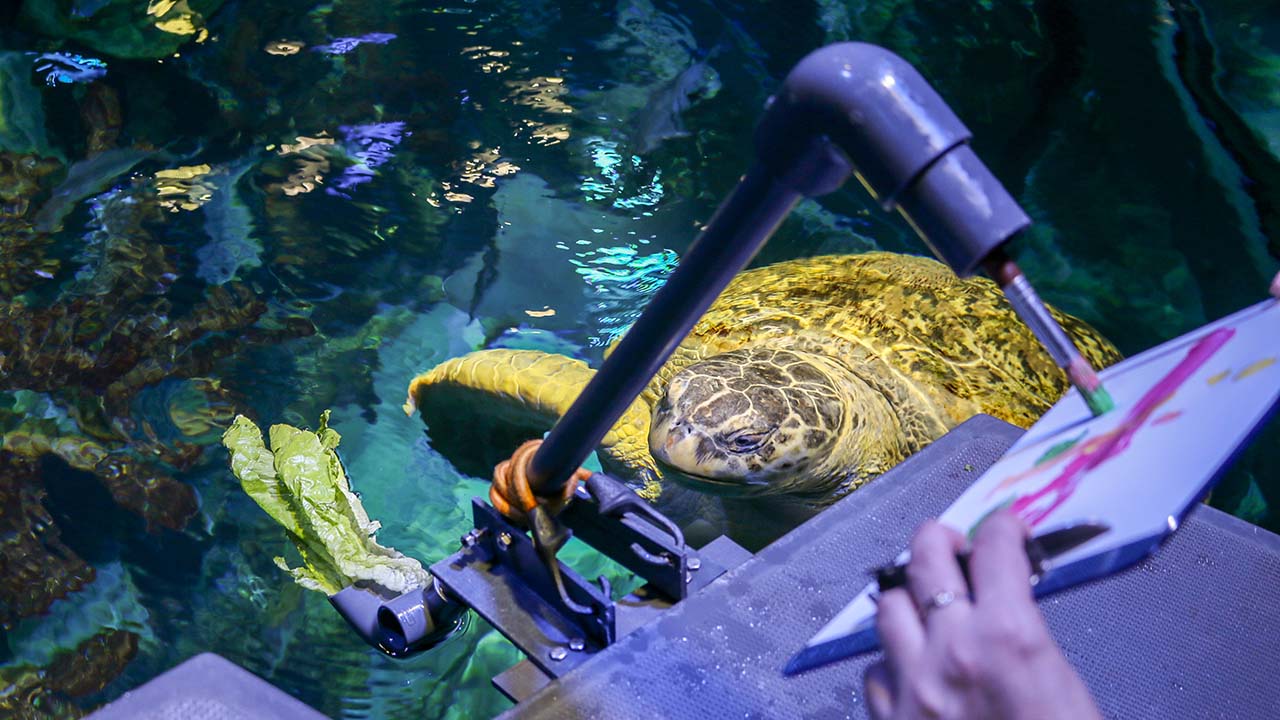 Myrtle the green sea turtle pushes a tool that moves a paintbrush on a canvas above, held by an aquarist