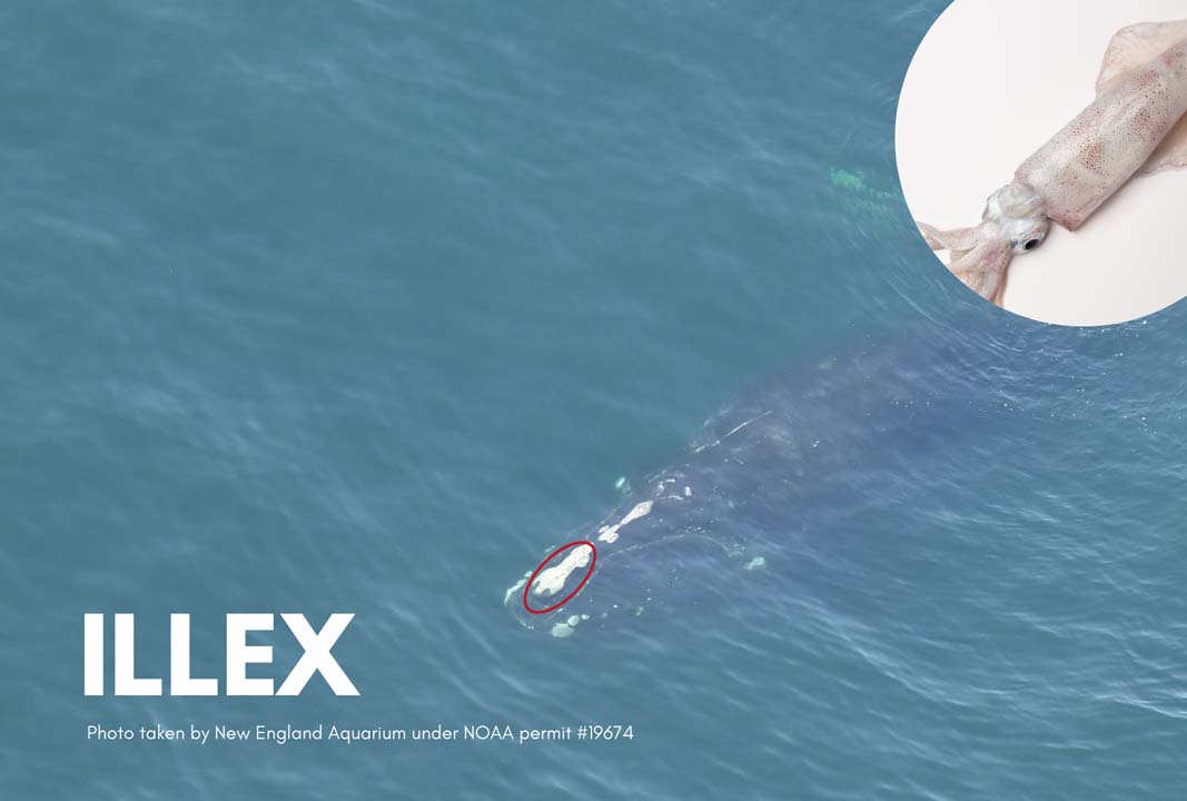 Illex pictured beside a squid, which looks like their callosity pattern