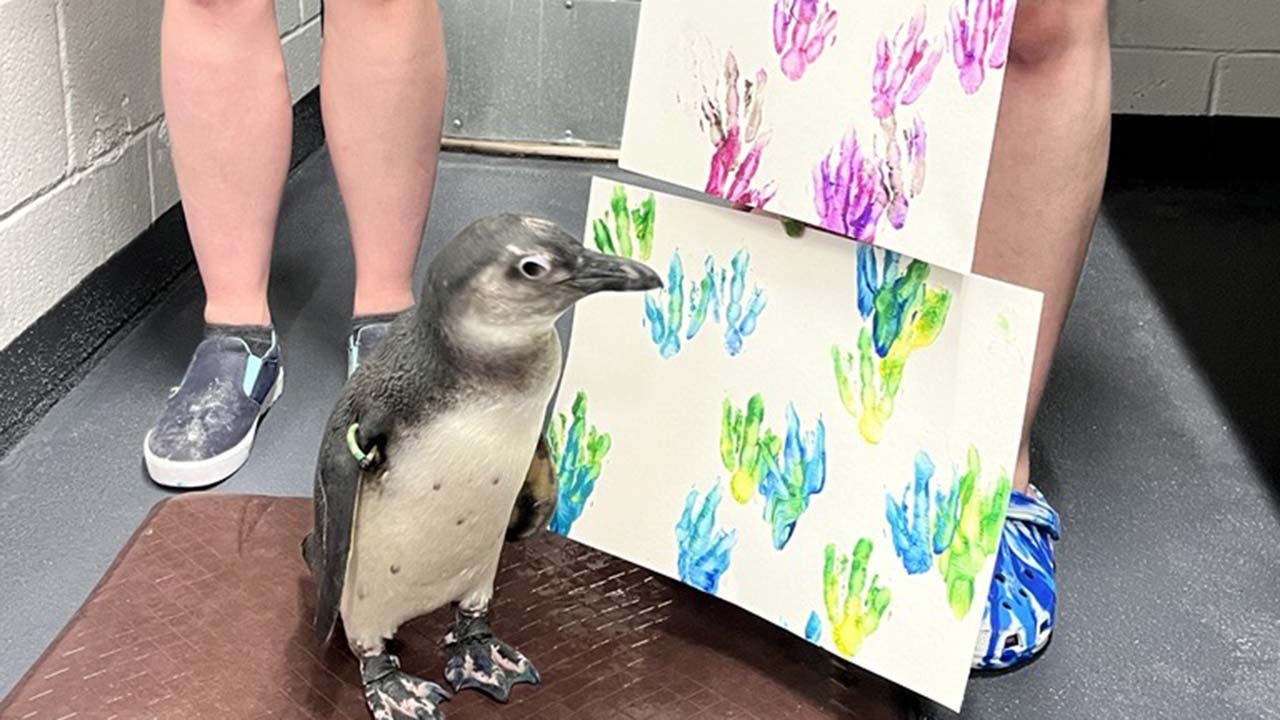 An African penguin standing beside two pieces of paper with footprint paint marks on them, in blue and pink