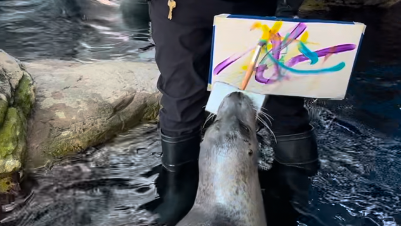 Trumpet the Atlantic harbor seal holds a paintbrush in her teeth and is swiping the brush across a canvas held by a trainer