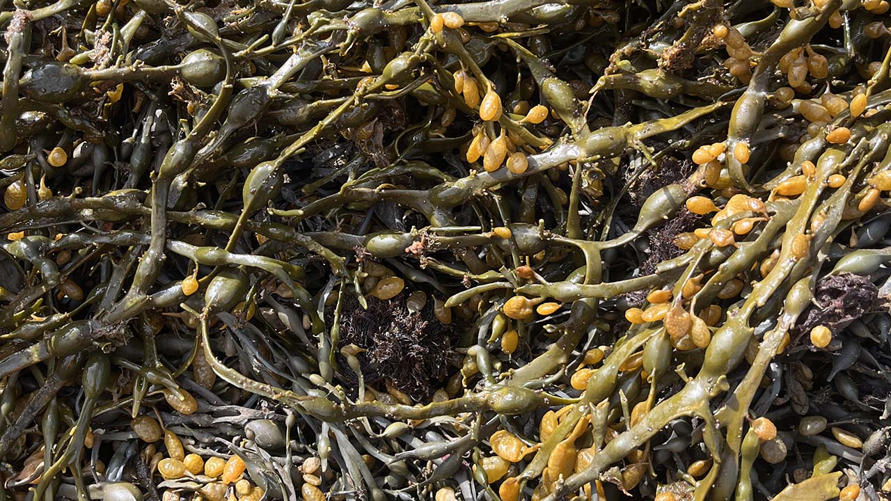 Ascophyllum seaweed harvested in Iceland