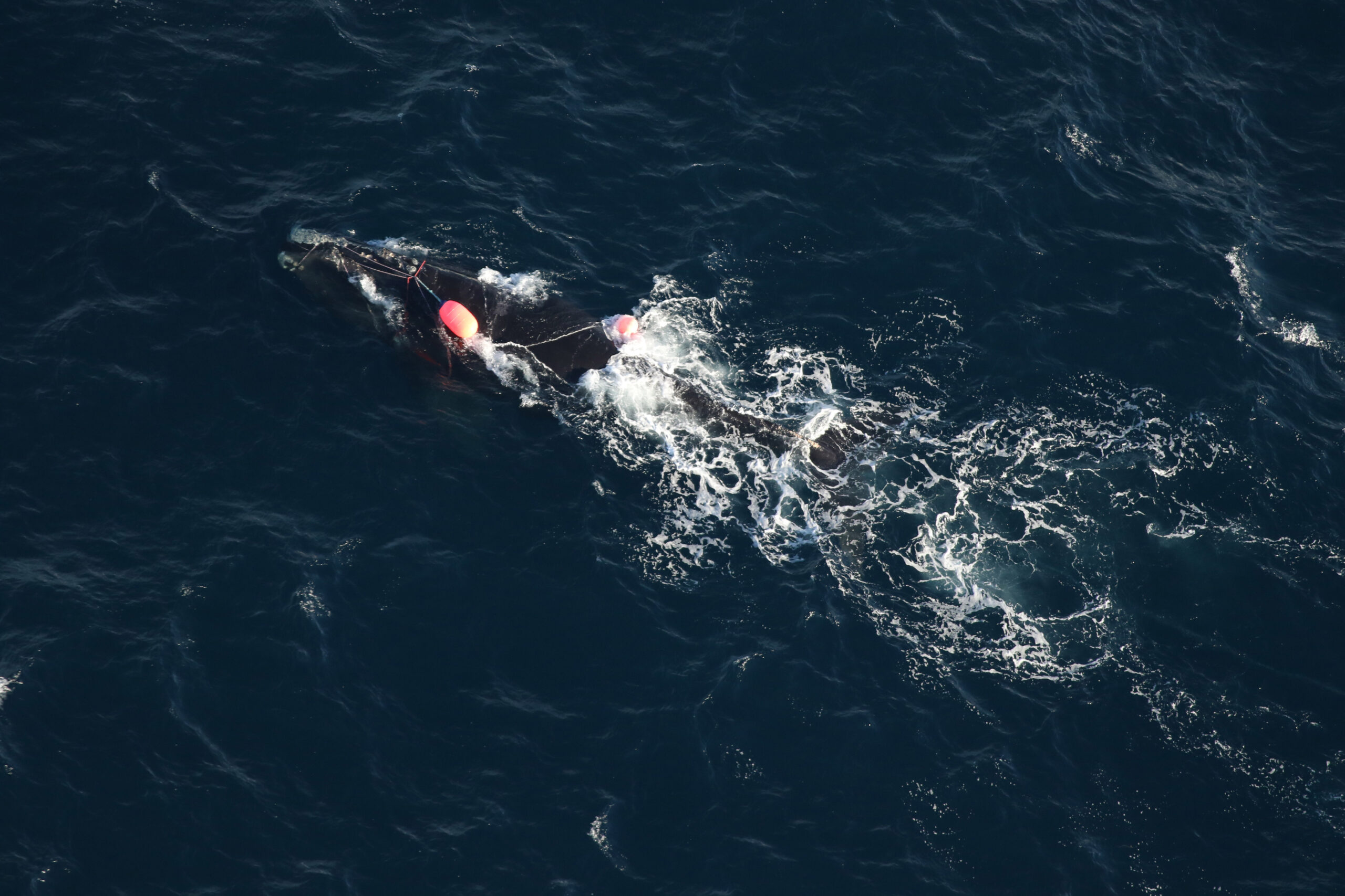 North Atlantic right whale Catalog #5132 entangled in fishing gear