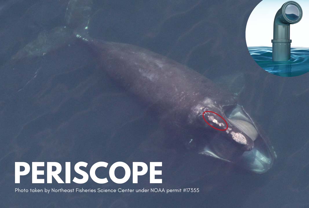 Periscope the whale with the callosity circled showing it looks like a periscope