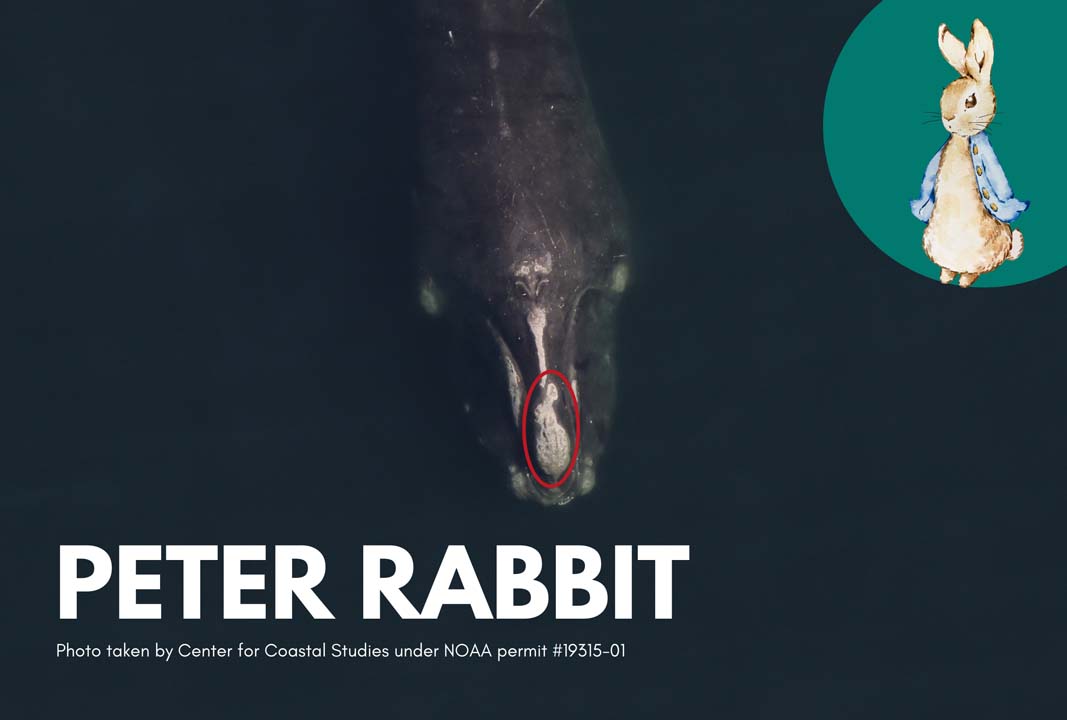 Peter Rabbit the whale has a callosity pattern that looks like the silhouette of a rabbit