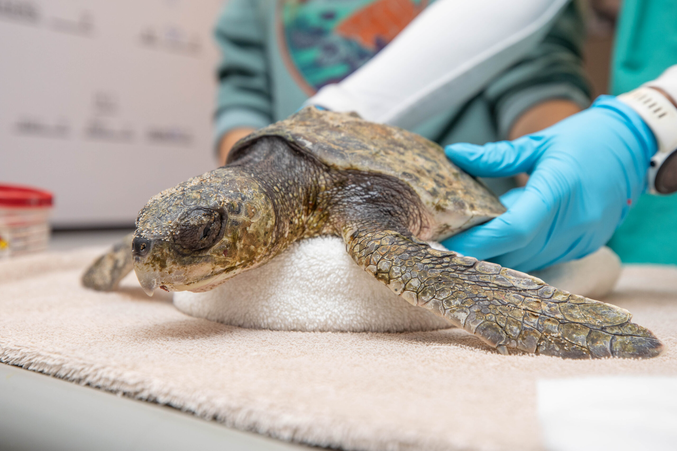 Kemp's ridley sea turtle