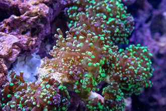 close up image of coral