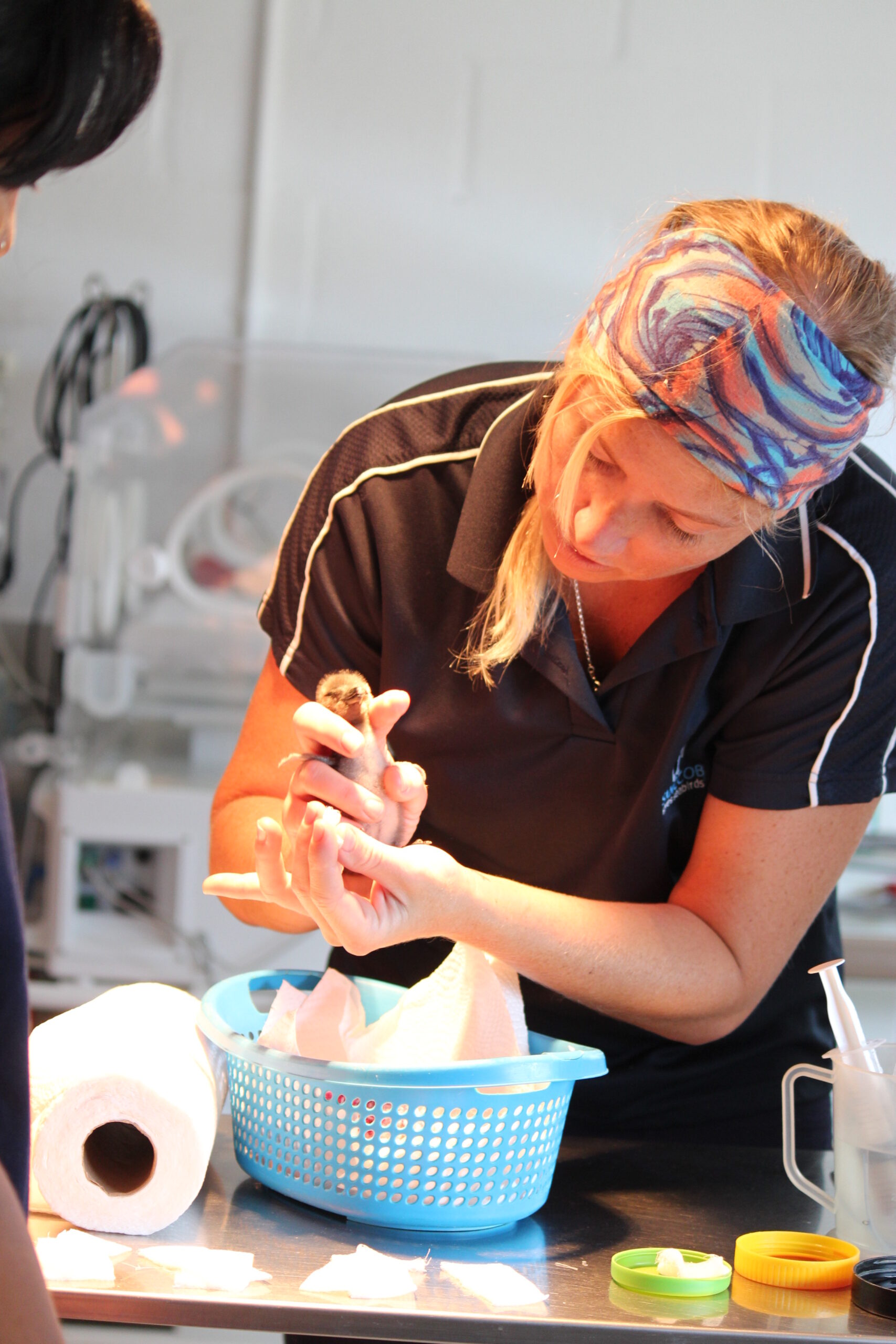 MCAF Project Leader with an African penguin chick in SANCCOB’s rehabilitation facility.