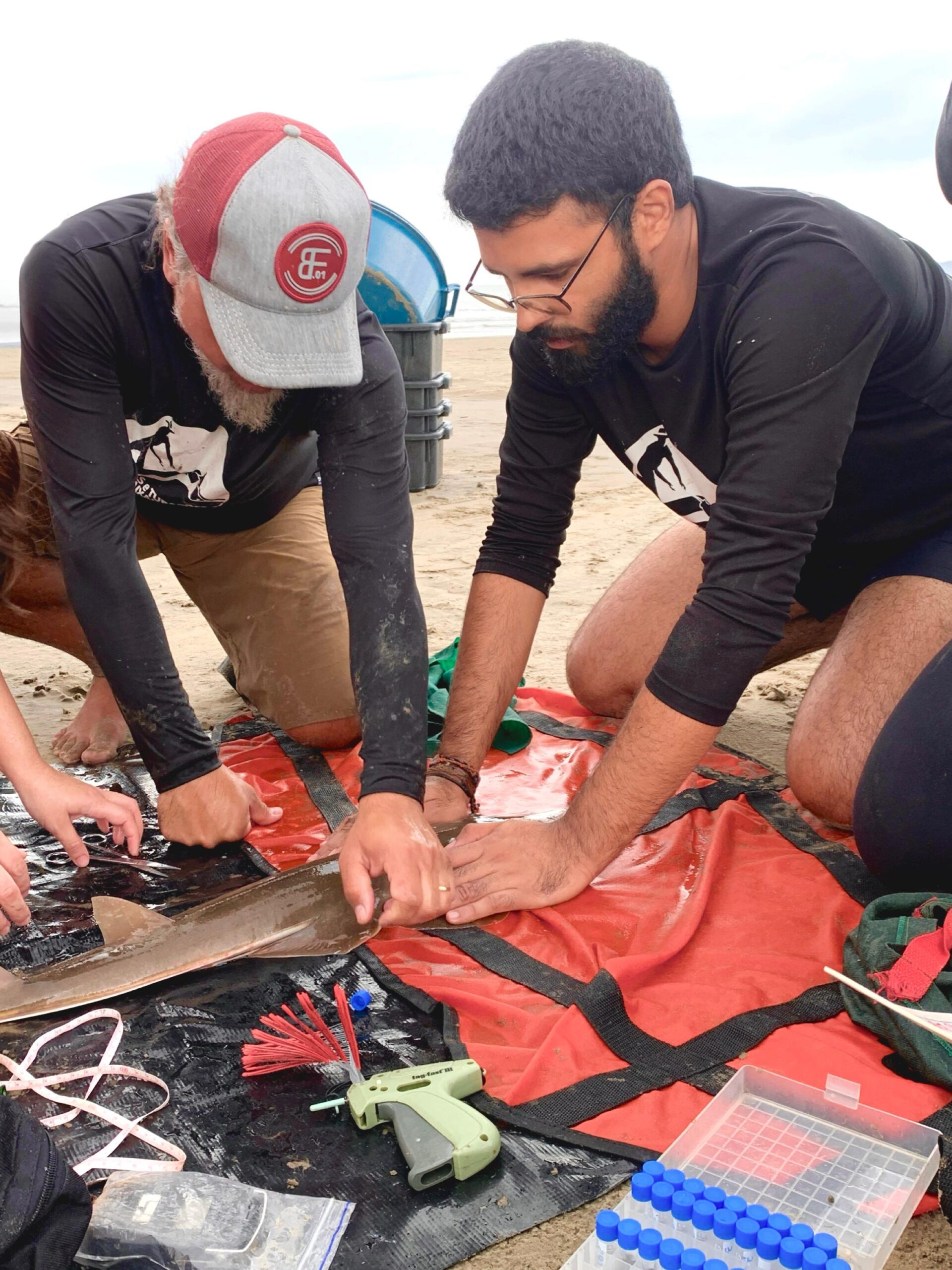 MCAF Early Career Ocean Professional conducting shark research.