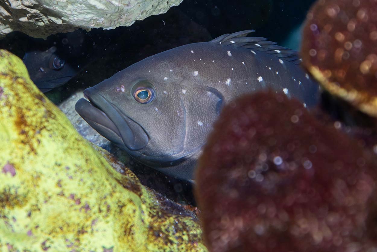 Fish with white spots swims near yellow-green and reddish-brown corals underwater.