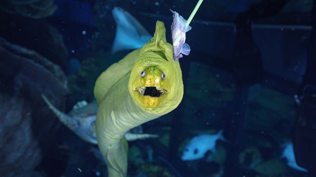 A green moray eel swimming toward a fish on a stick