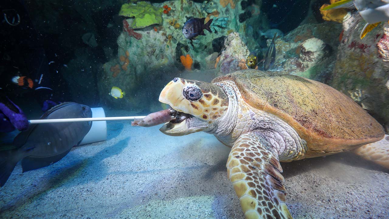 A loggerhead sea turtle about to eat a small squid that's held on a stick